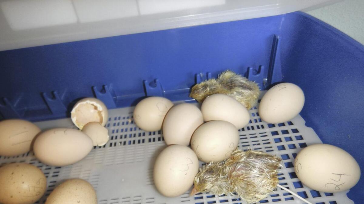 Kvar dag måtte borna passa på rugekassa, at det var riktig temperatur og vatn slik at kyllingane kunne veksa inne i egga.