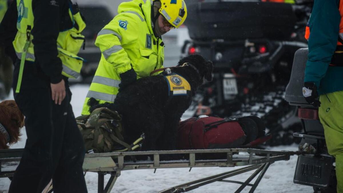 Ein hund frå Norske Redningshunder fann den tyske kvinna som var teken av skredet. Biletet er frå då hundane var på veg ut frå Haugastøl.