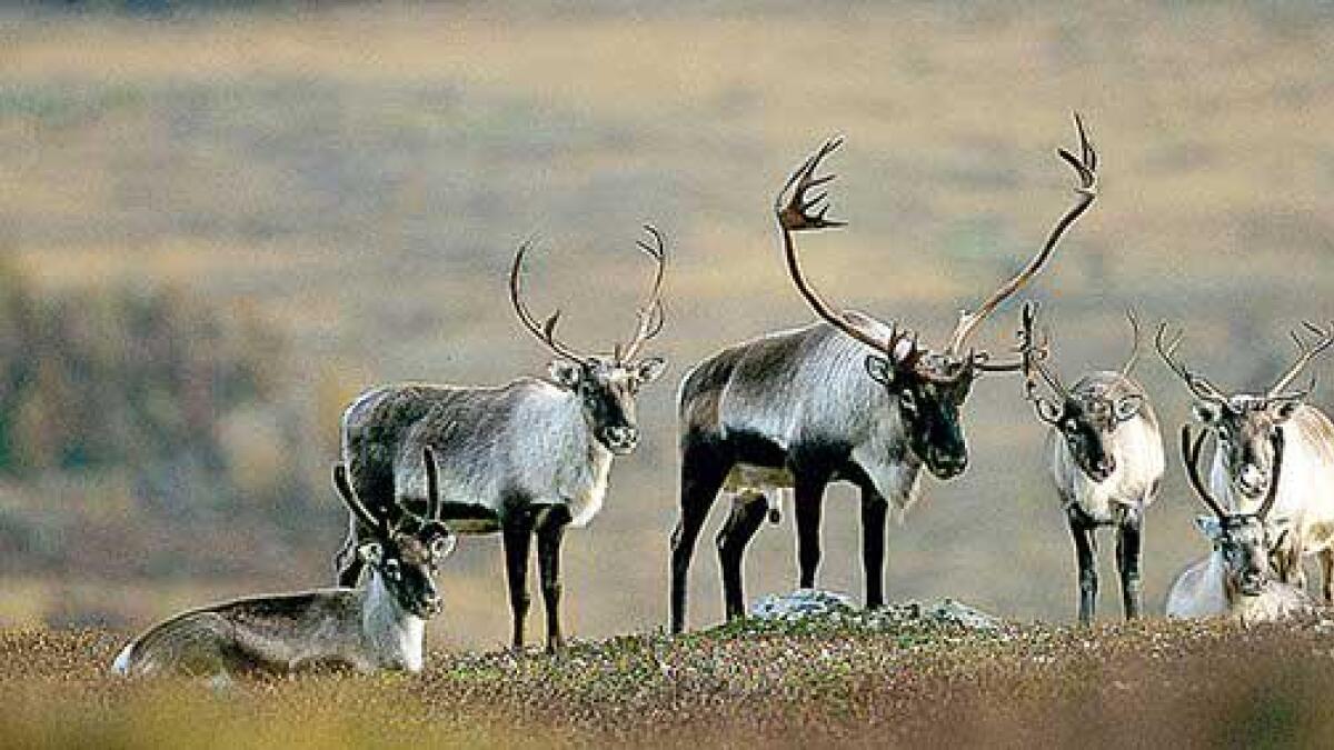 Statens naturoppsyn har teke vevsprøver av to reinsdyr for å sjekke om dei er smitta av skrantesjuke.