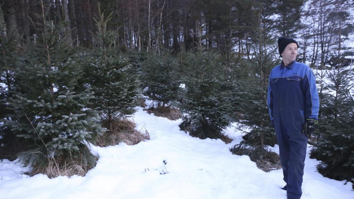 For Magne Fjell er det høvet til å dra ut i skog og mark som er mest forlokkande med juletreproduksjonen.
