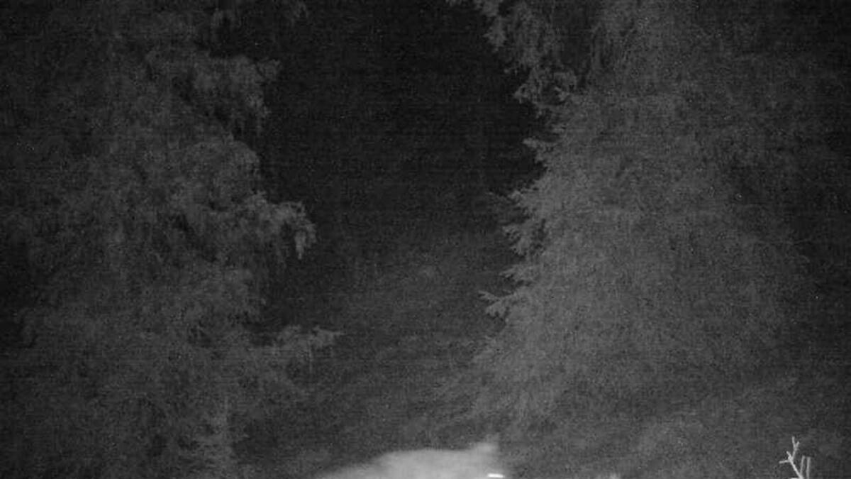 Dette dyret passerte eit viltkamera i Nes natt til måndag. Alt tyder på at det er ein ulv som fotografert.