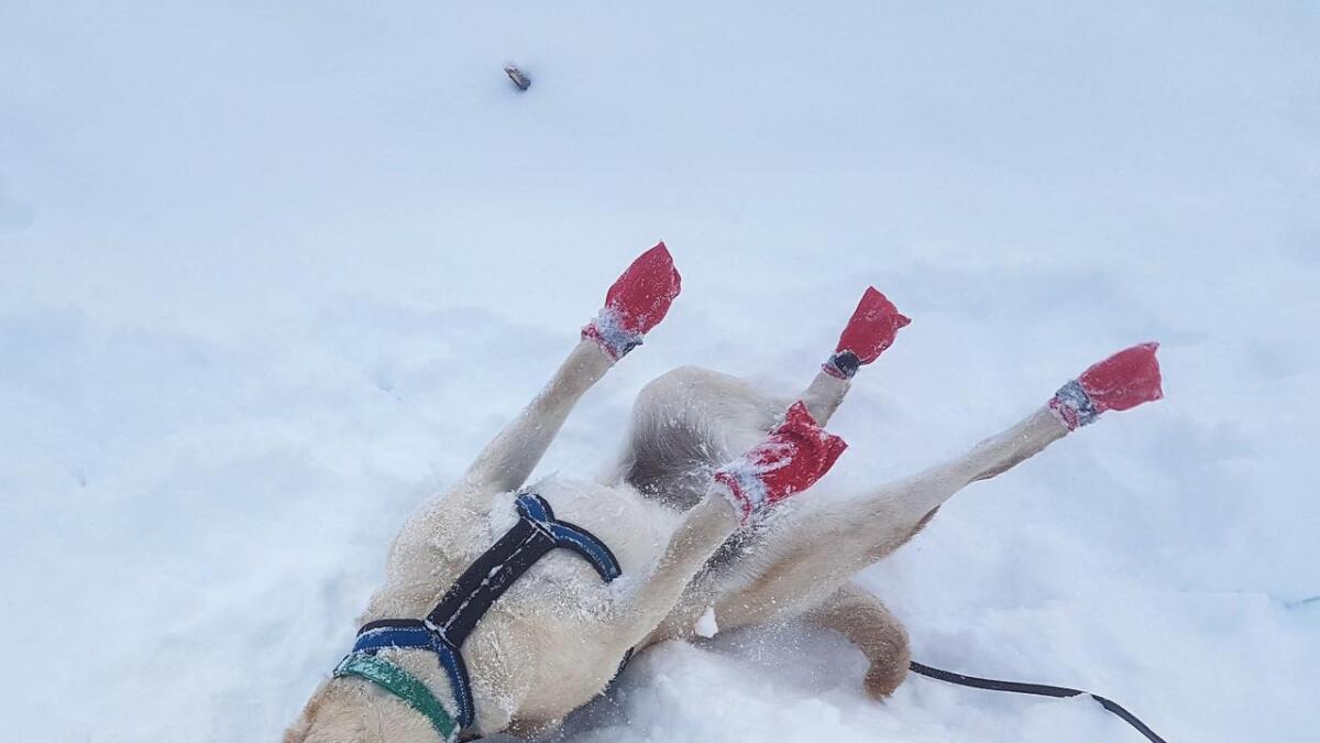Det er nokon av oss som berre ikkje kan få nok av snø. Labradoren Connie i Nes austmark.