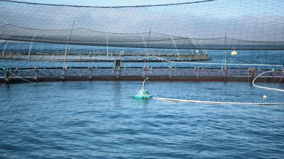 Bolaks AS slaktar all fisken ved eit anlegg i Ådlandsfjorden.