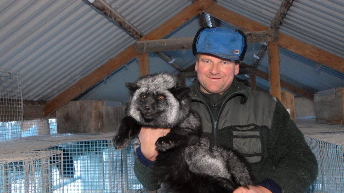 Sigbjørn Kirkebøen er oppgitt over at kompensasjonsordninga vil ta utgangspunkt i bokført verdi på pelsdyrgardane.