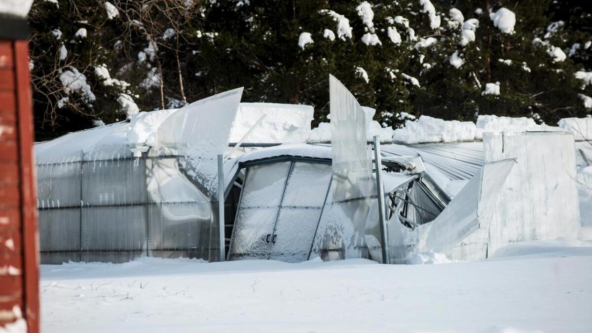 Gartneritaket i Kleivi har bukka under for tung snø. Det skulle ha vore rive i fjor haust, men no har naturen ordna opp.