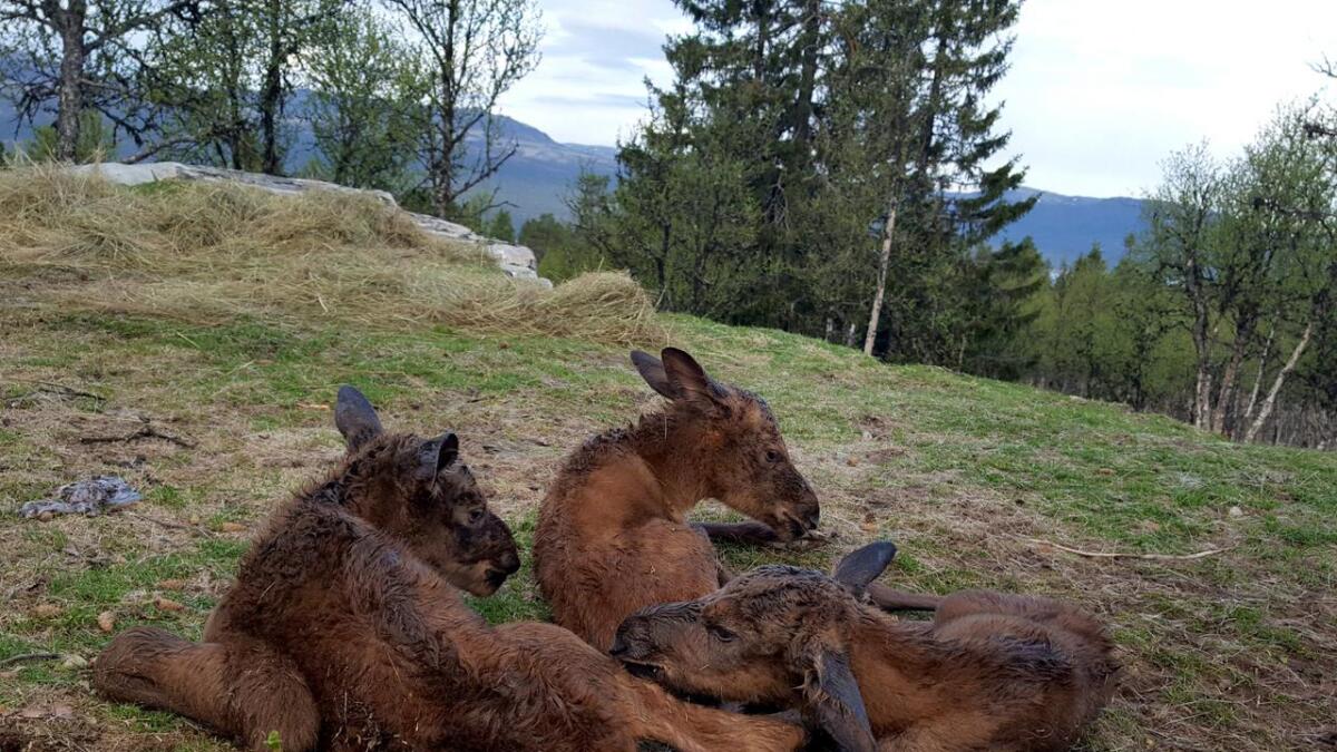 I løpet av tre dagar er det fødd fem elgkalvar på Langedrag. Desse tre vart fødde natt til onsdag. Det er ei kvige og to oksar.