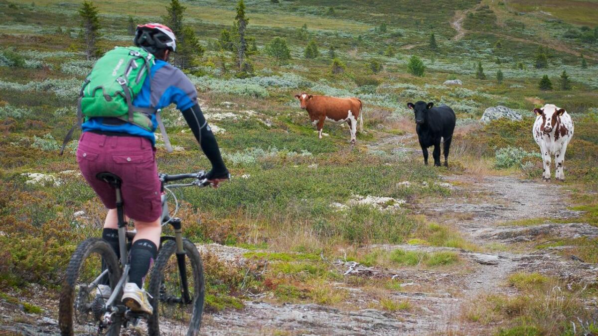 Ål kommune jobbar med planar for å utbetre tur- og sykkelstigar i fjellet. (Arkiv