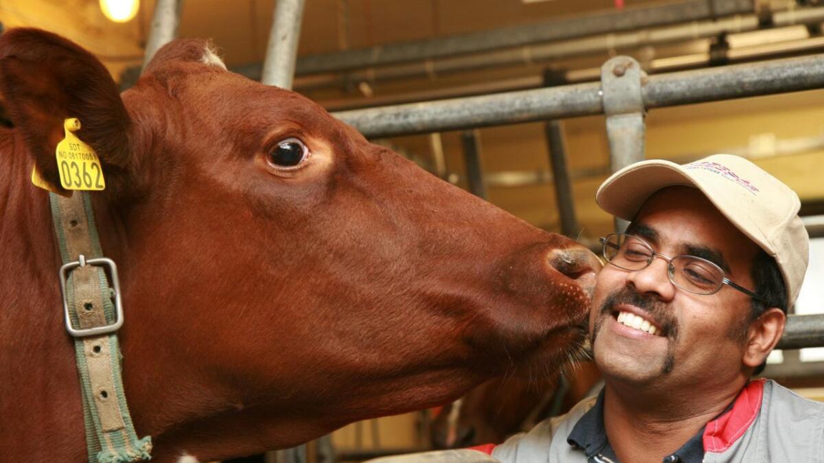 Kajandren Kandasamy har vore avløysar på Gol i over 20 år og kan sjå fram mot nye kosestunder med denne kua.