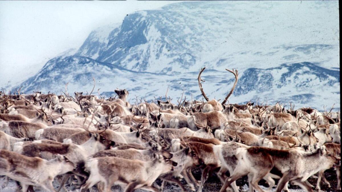 Det er førebels ikkje påvist smitte i reinstammen med kring 12.000 dyr på Hardangervidda.