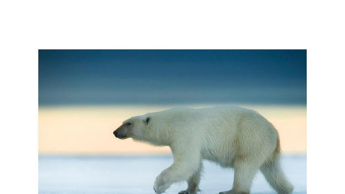 Isbjørnen er det første dyret i Arktis som blir råka av global oppvarming.