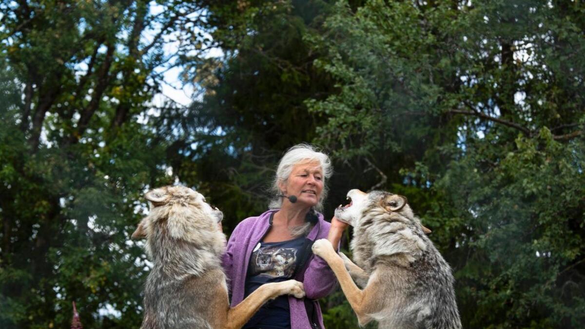 Tuva Thorsen mater ulvene i parken.