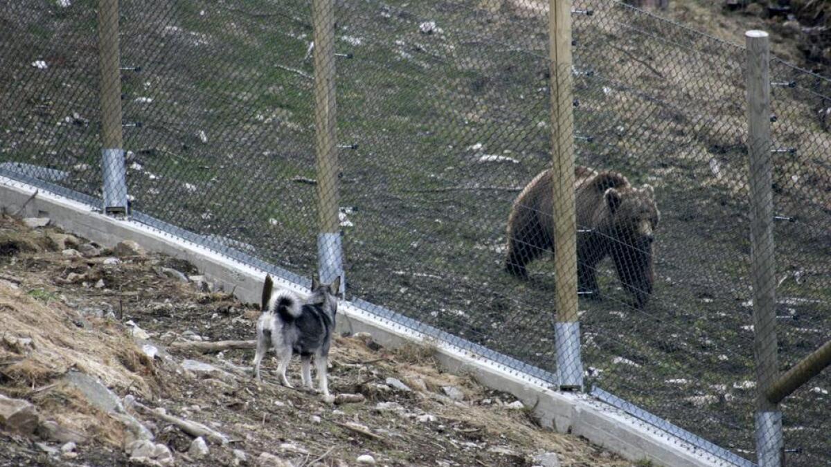 At Bjørneparken brukar dyr i fangenskap til å teste jaktinstinkt hjå jakthundar, vekkjer reaksjonar.
