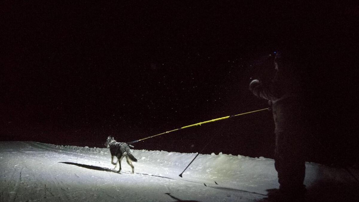 Bjørn Furuseth har tatt bilete av seg sjølv på kveldstur på ski med huskyen sin Dakota i snøre. På den måten får hunden springe av seg, samstundes som korkje vilt eller smårollingar blir unødig stressa.