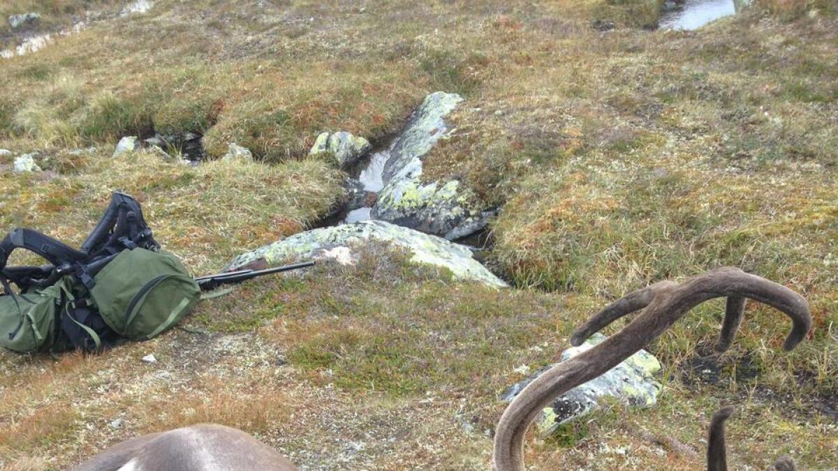 Jegerane på Hardangervidda må ta prøve av alle vaksne dyr under jakta til hausten. Denne bukken vart felt for to år sidan.