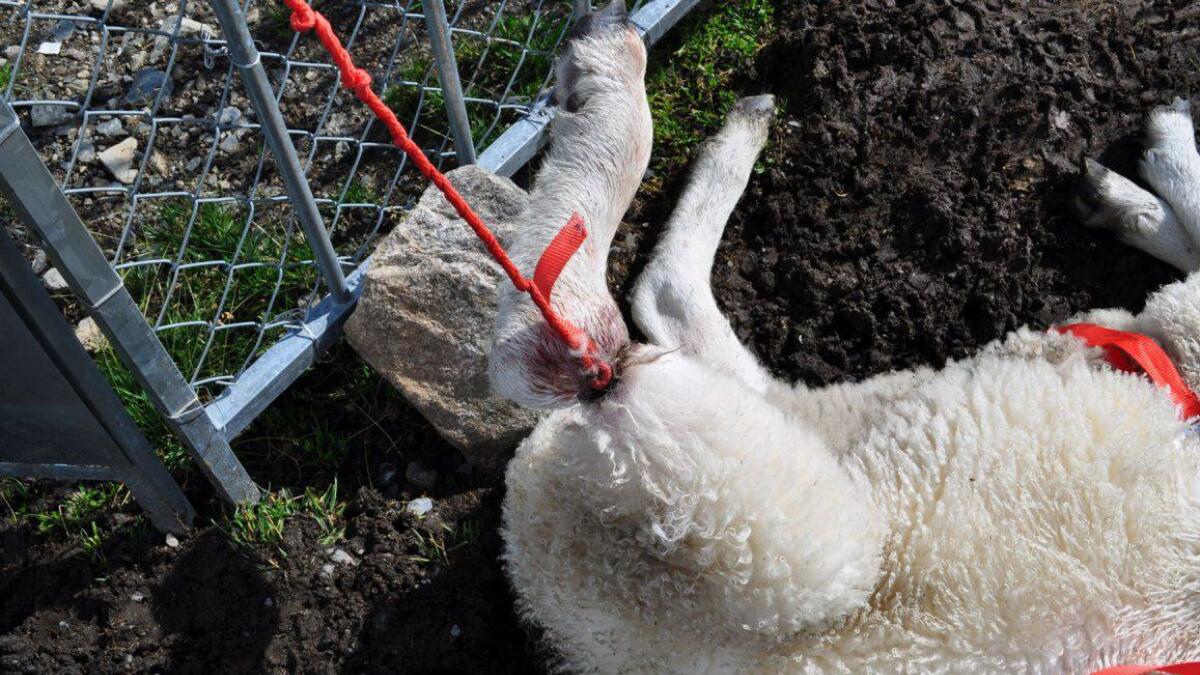 Dyra får store skader og må leve med store smerter. Biletet av lam som heng fast i barduneringa til saltsteingrinder, har fått det til å koke over for mange.