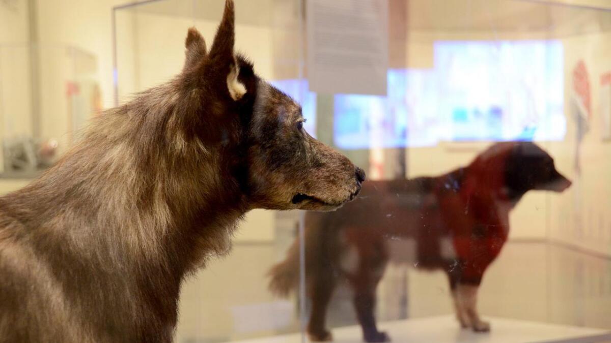 Dei legendariske leiarhundane Togo og Balto er lånt ut til museet i Anchorage under årets Iditarod-løp.