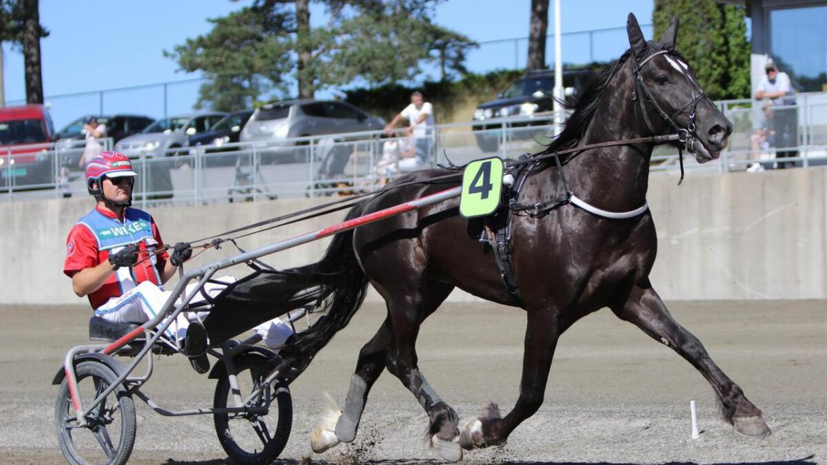 Bokli Rapp er en av hestene som kjemper om seieren i Norsk Travderby i morgen.