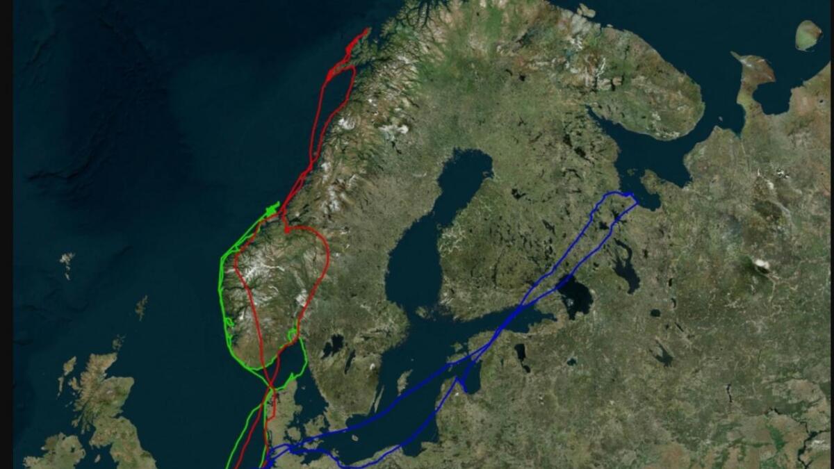 Den røde streken beskriver trekkruta til hann-tjelden (f.2016) fra Nederland til Vesterålen.