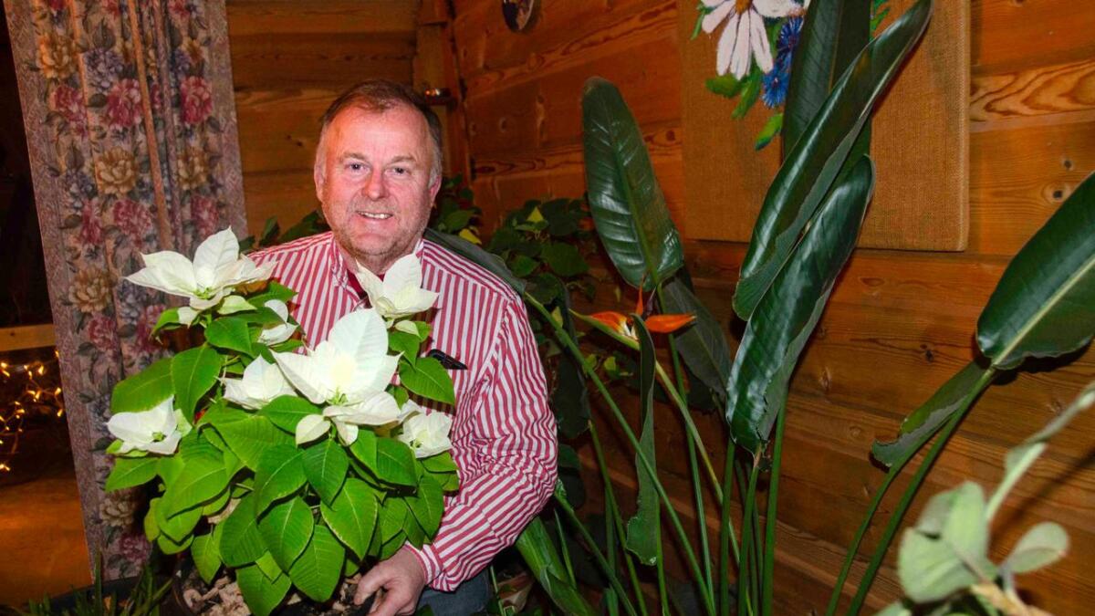 Lars Olav Renslo frå Nesbyen har venta i 18 år på at papegøyeblomsten skal blomstre. Her viser han stolt fram julestjernene med papegøyeblomsten i bakgrunn.