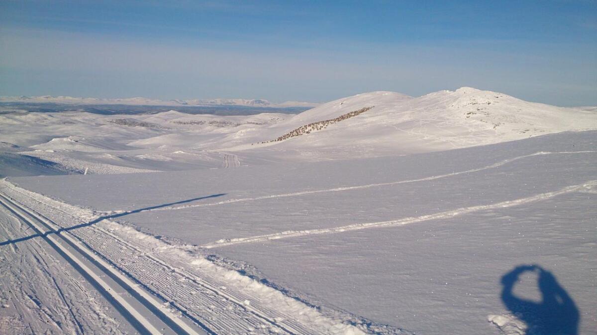 Et­ter ein uvan­leg mild de­sem­ber og ja­nu­ar er det en­de­leg godt ski­fø­re. Frå Hal­ling­nat­ten i Nes­fjel­let er det ut­syn til hei­le Hal­ling­dal og Nore og Uvdal. Ein ski­tur hit kan også gi møte med vill­rein.