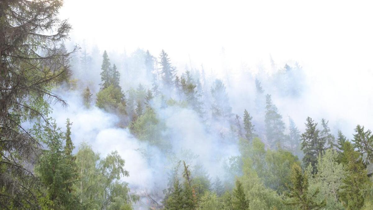 Brannvesenet planlegg ei stor skogbrannøving ved Vermefoss onsdag. Biletet er frå skogbrannen på Beia i Nes, sommaren 2014.