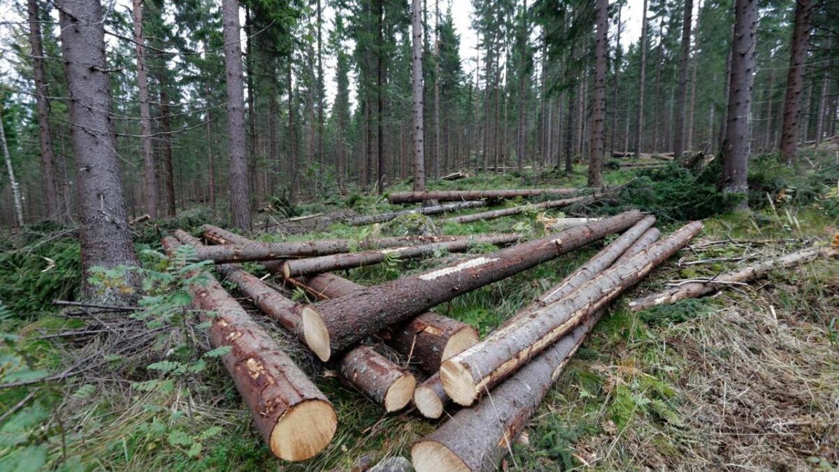 Naturvernforbundet i Buskerud rettar kritikk mot saksbehandlinga i Nore og Uvdal kommune etter at det har vorte bygd ein skogsveg.