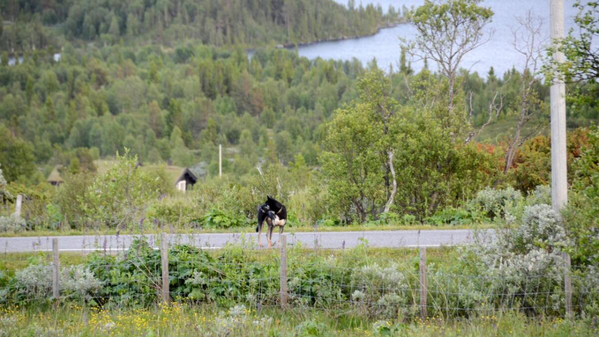 Den to og eit halvt år gamle Alaska Huskyen Chivas observert ei stund før han vart teken av dage – midt under eit angrep på eit lam.