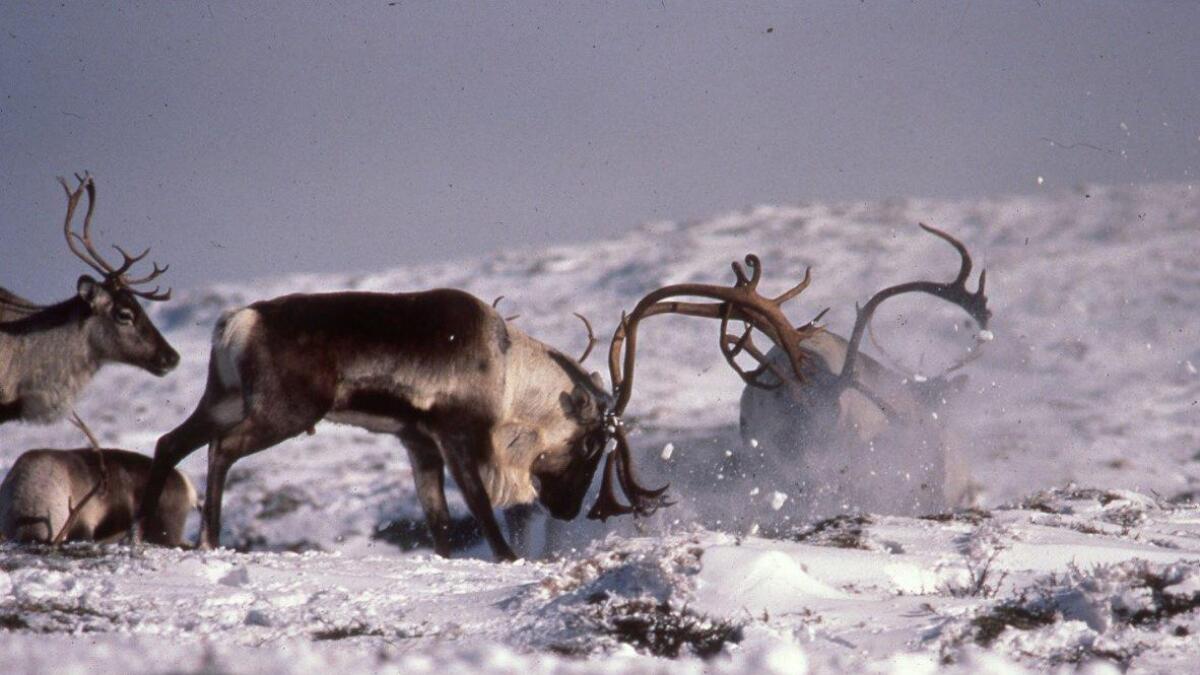 Førebelse tal tydar på at det er felt drygt 800 dyr under årets reinsjakt på Hardangervidda. (Arkiv