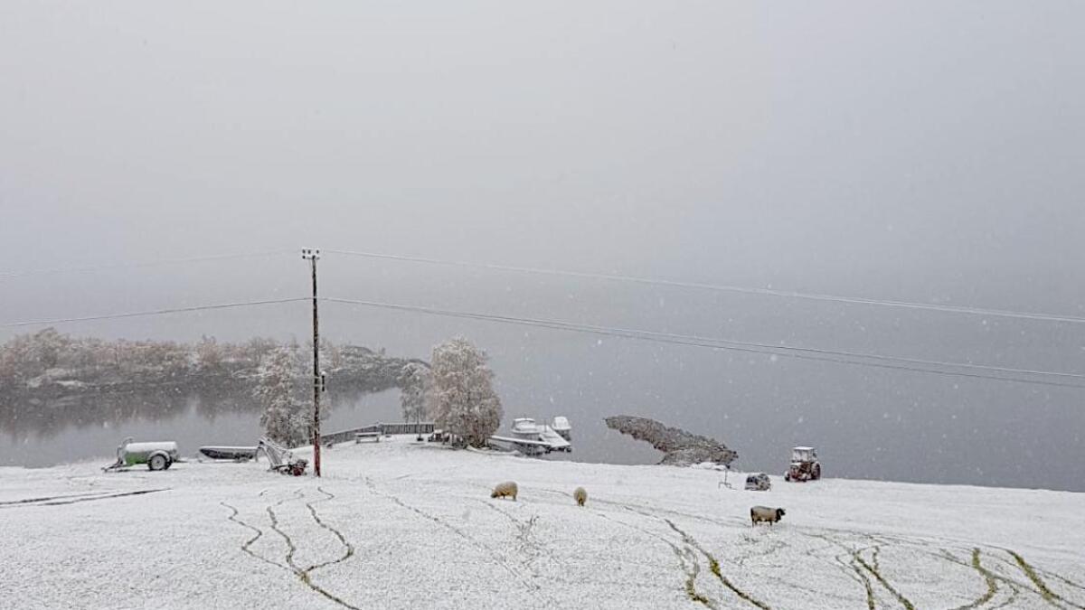 Sauene såg ikkje ut til å bry seg stort om snøen som har kome i Rauland i natt.