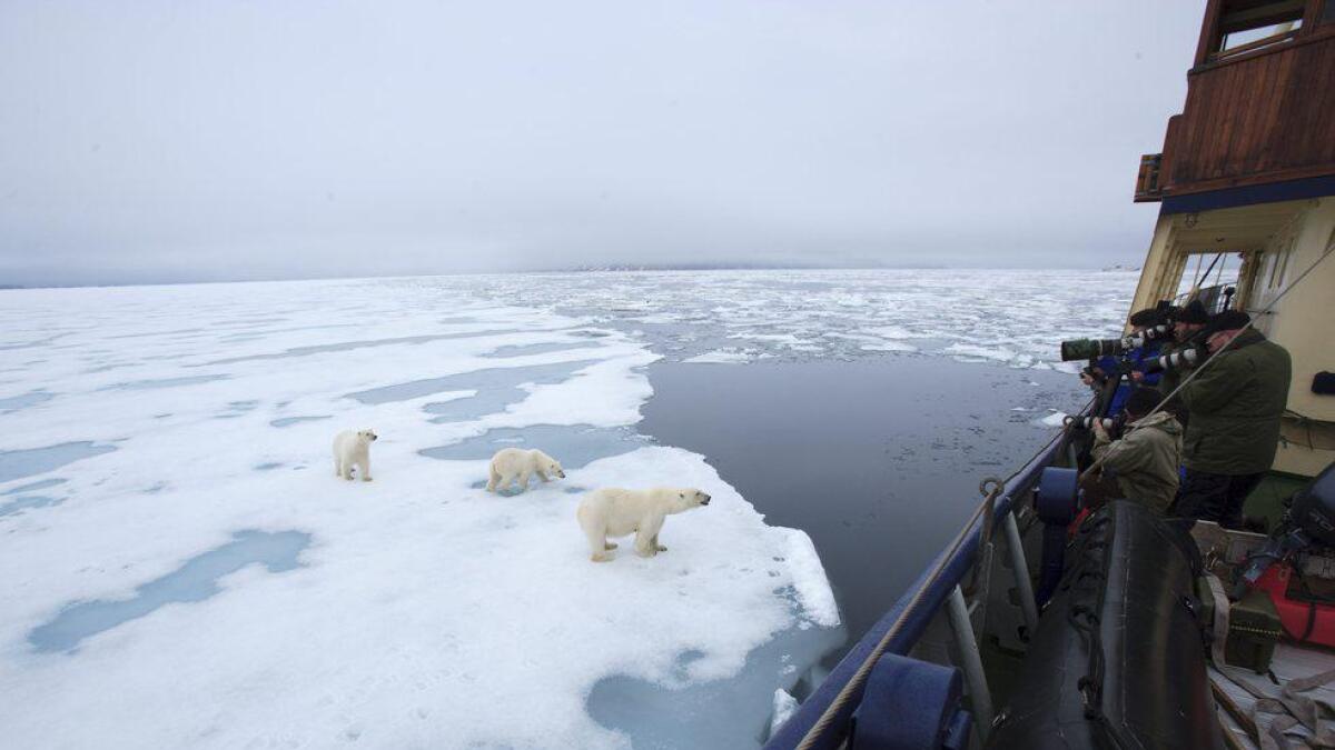 Deltakarane på ein av Ole Jørgen Liodden sine turar får nærkontakt med isbjørn.